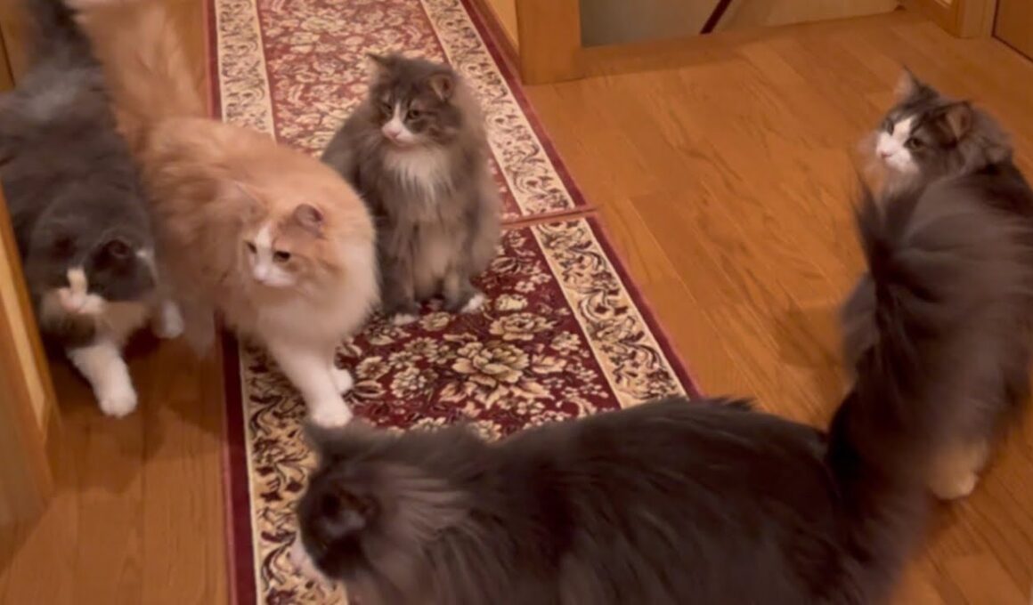 【階段降り❤︎】朝の名物、階段降りが今日もカワイイ💖ノルウェージャンフォレストキャットとターキッシュアンゴラ