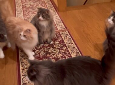 【階段降り❤︎】朝の名物、階段降りが今日もカワイイ💖ノルウェージャンフォレストキャットとターキッシュアンゴラ