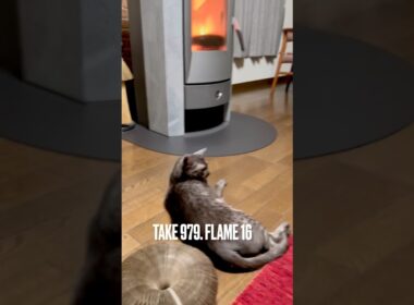 #薪ストーブ大好き猫 #炎🔥 #ぬぐだまる #egyptianmaucat #エジプシャンマウスモーク #エジプシャンマウ #エジプシャンマウの仲間たち #shorts