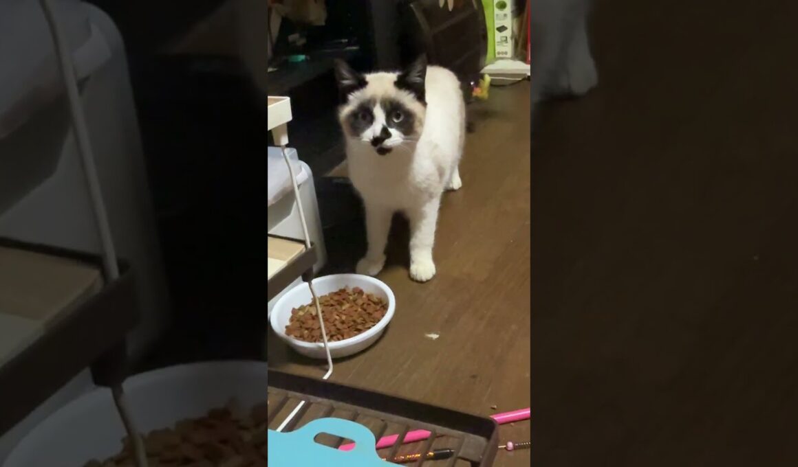 シャムの子ねこパンダくん。キジシロのルル、黒猫くーの様子を見て、一安心。食事を取ろうとしたので、ネコジャラシでフード皿を近づけたら、アレ