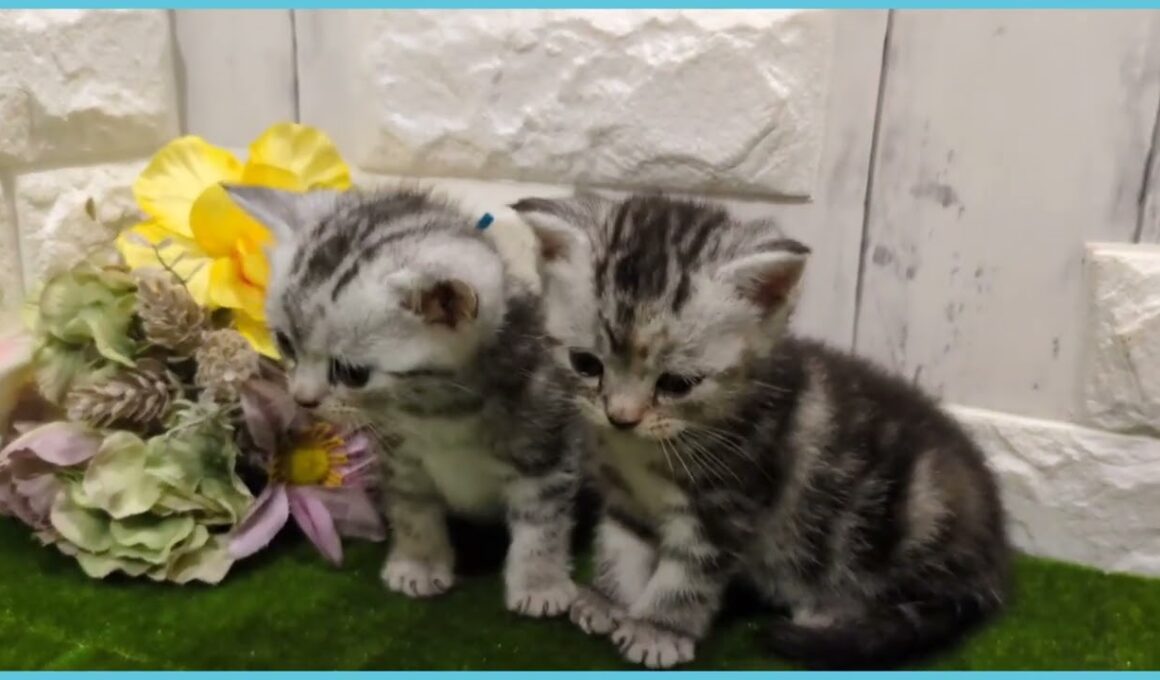 ペットショップcoo&riku No.00740535 アメリカンショートヘアー