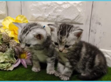 ペットショップcoo&riku No.00740535 アメリカンショートヘアー