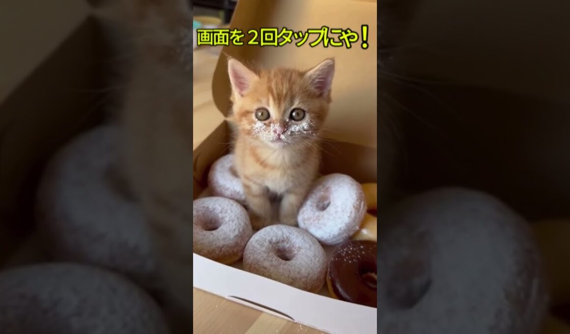 ドーナツを盗み食いしてバレてしまった子猫