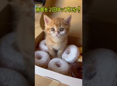 ドーナツを盗み食いしてバレてしまった子猫