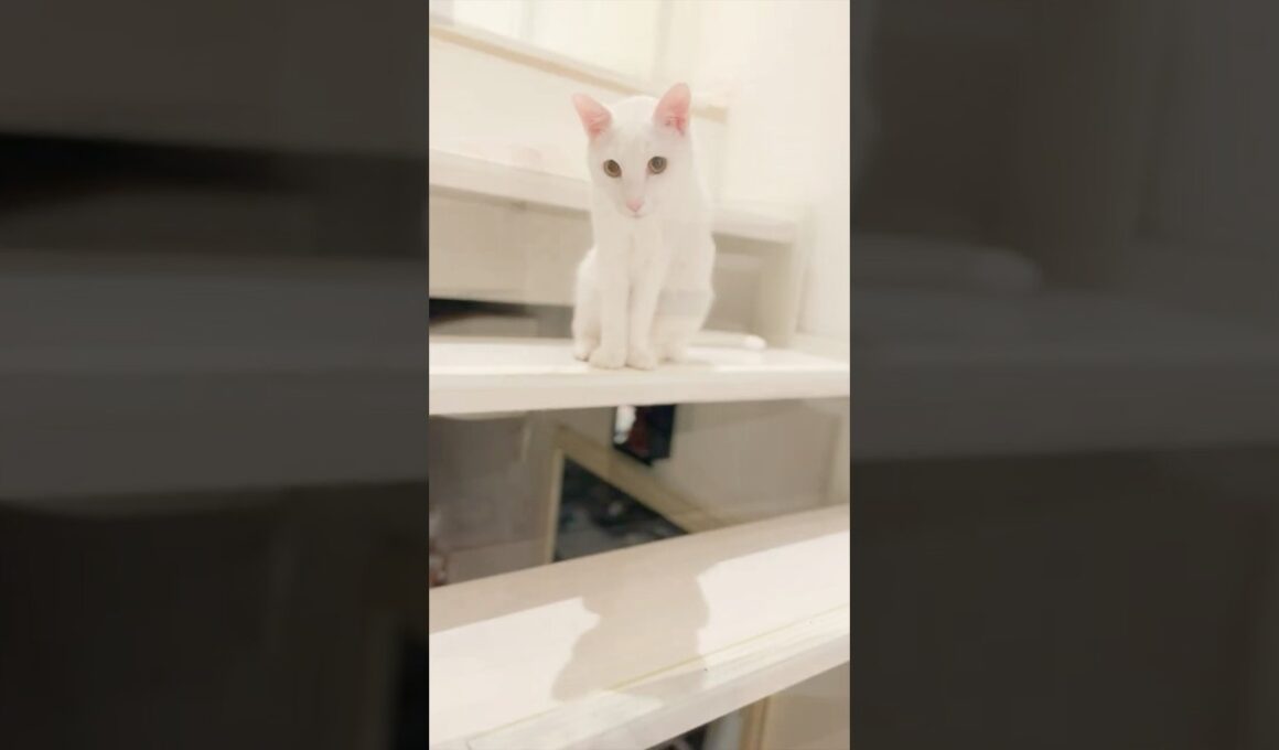 保護子猫ぴよ＆そらん112 （ぴよたまちゃん）#保護猫 #猫 #cat #kitten #子猫 #猫部