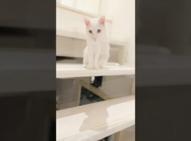 保護子猫ぴよ＆そらん112 （ぴよたまちゃん）#保護猫 #猫 #cat #kitten #子猫 #猫部