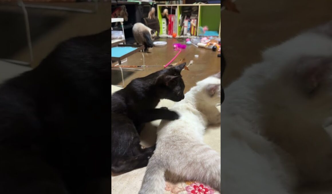 シャムの子ねこパンダくん。一安心。黒猫くーと一緒に食事を取った後、じゃれあう妹の雫、黒夢に近づいたが、緊張して、水を飲み・・