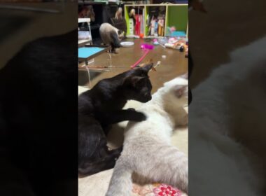 シャムの子ねこパンダくん。一安心。黒猫くーと一緒に食事を取った後、じゃれあう妹の雫、黒夢に近づいたが、緊張して、水を飲み・・