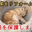 【野良猫保護】庭で育った１１匹の子猫を保護しました