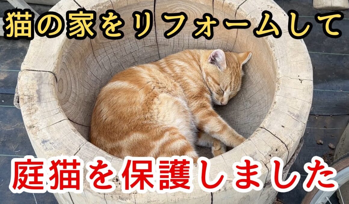 【野良猫保護】庭で育った１１匹の子猫を保護しました