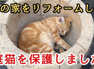 【野良猫保護】庭で育った１１匹の子猫を保護しました