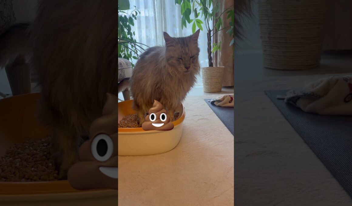 メインクーン2代目🐈‍⬛かぁちゃんのお仕事のお手伝いしました🫡🐾 #cat