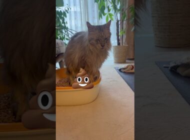 メインクーン2代目🐈‍⬛かぁちゃんのお仕事のお手伝いしました🫡🐾 #cat