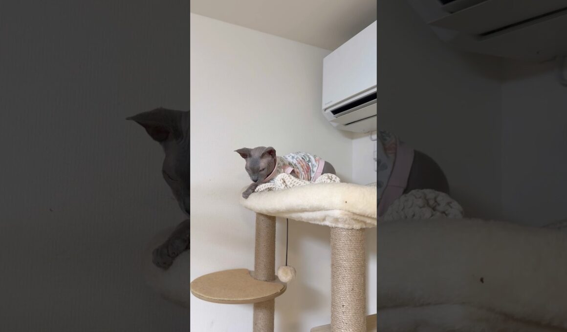 寒い冬も快適に過ごす猫スルタンとアレクサンドラ【スフィンクス】