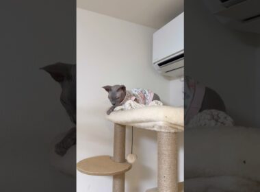 寒い冬も快適に過ごす猫スルタンとアレクサンドラ【スフィンクス】