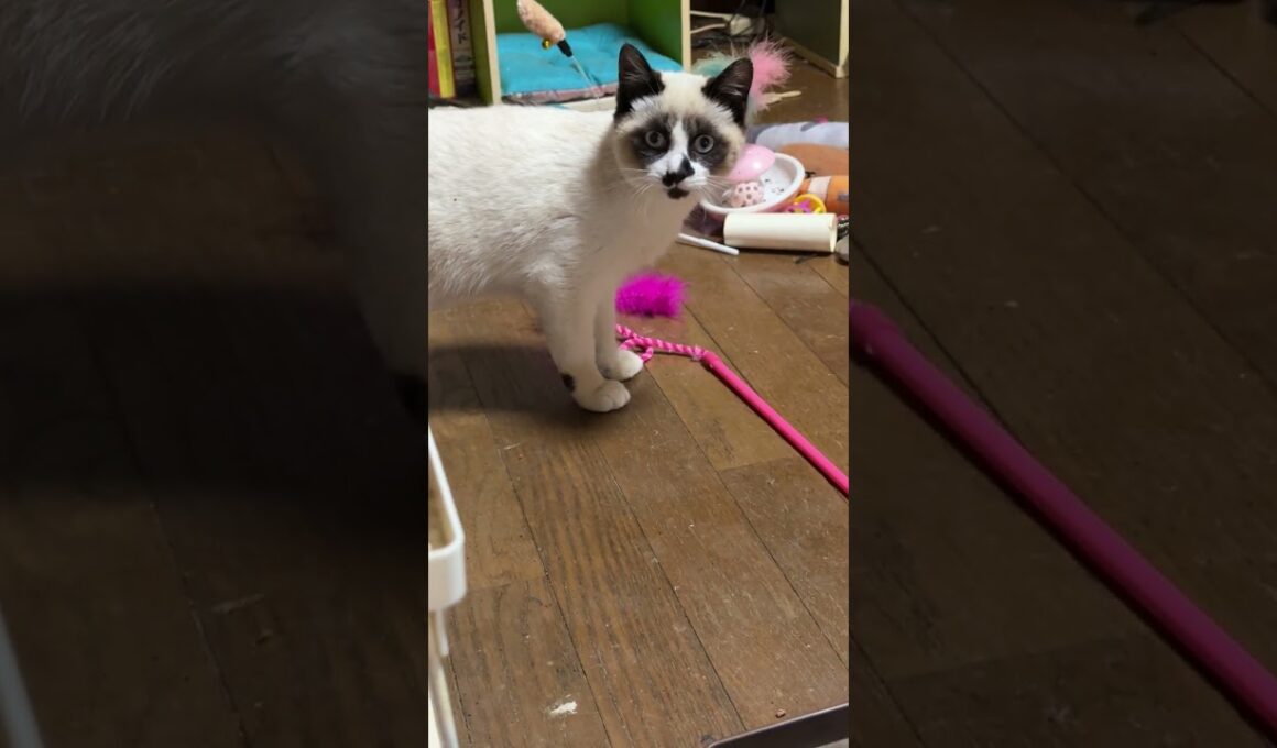 シャムの雫「三毛猫ミックスに怒られた後、意気消沈するシャムの子ねこパンダくんだったけど、すぐ立ち直り、周りにアピール再開」