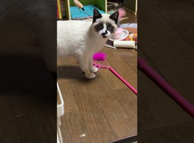 シャムの雫「三毛猫ミックスに怒られた後、意気消沈するシャムの子ねこパンダくんだったけど、すぐ立ち直り、周りにアピール再開」
