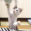 かわいい猫パンチでママと遊ぶ子猫【赤ちゃん猫　保護猫】