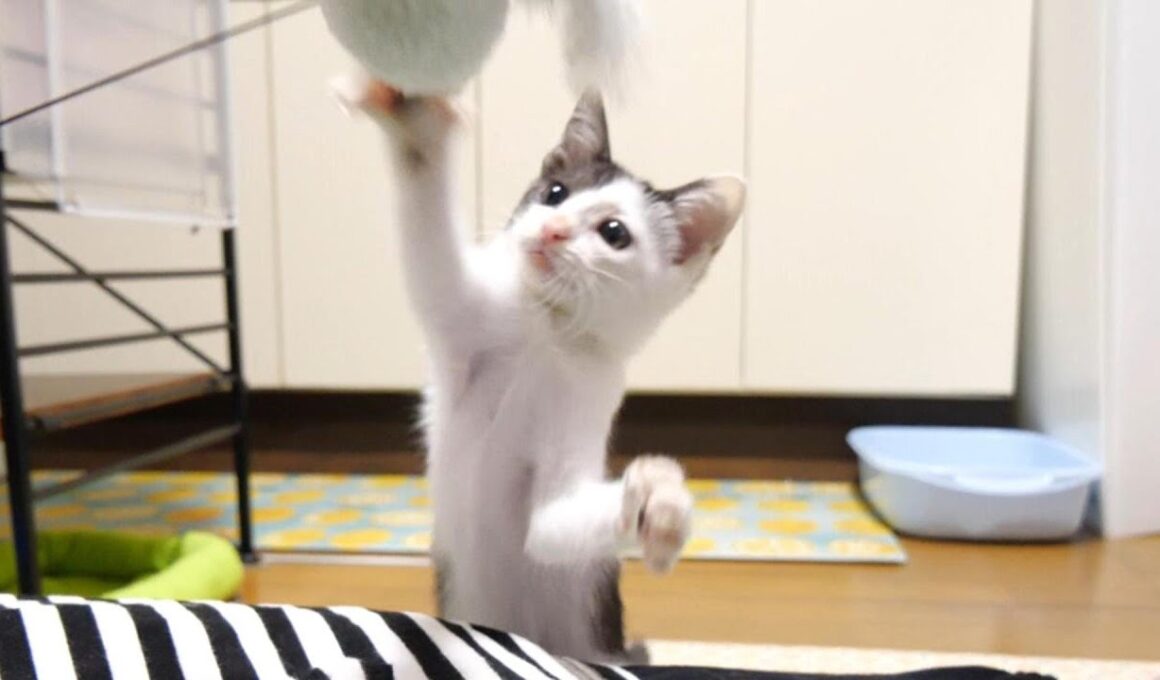 かわいい猫パンチでママと遊ぶ子猫【赤ちゃん猫　保護猫】