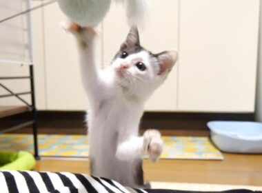 かわいい猫パンチでママと遊ぶ子猫【赤ちゃん猫　保護猫】