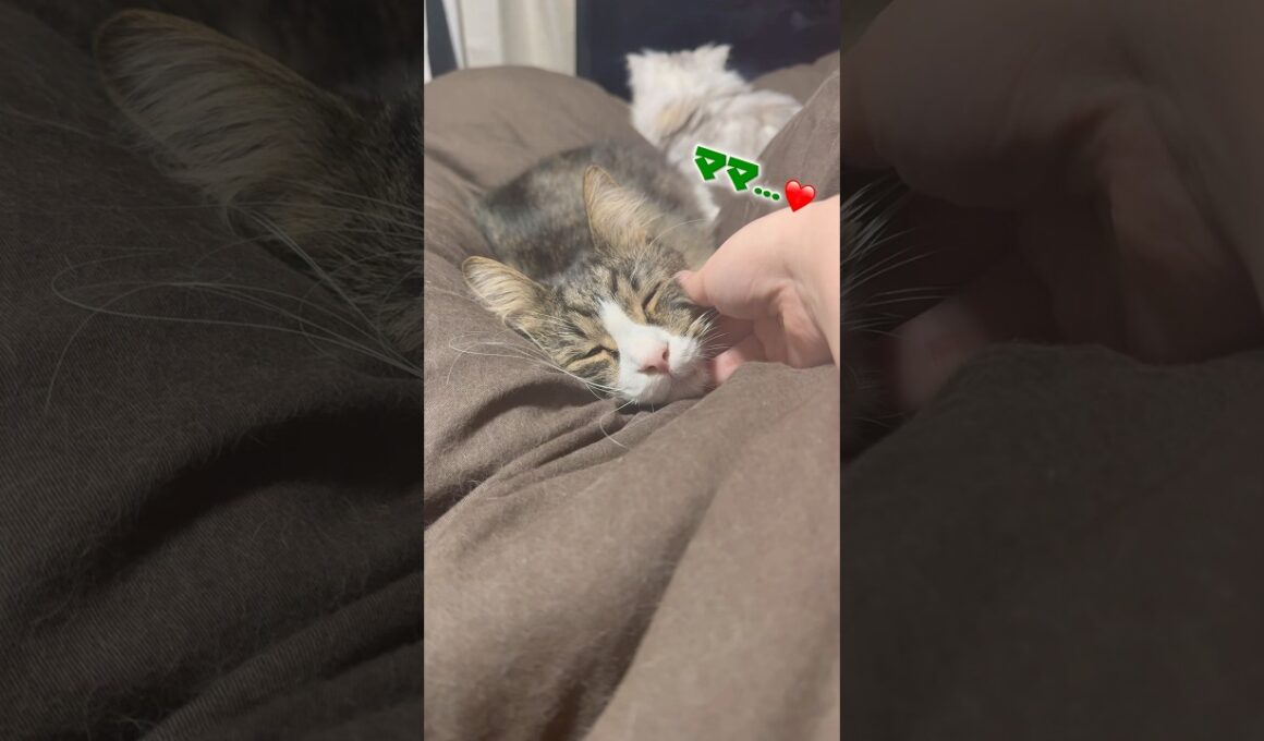 甘え方が可愛すぎるメインクーン🐱#猫 #猫のいる暮らし #cat #shorts