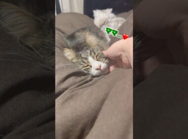 甘え方が可愛すぎるメインクーン🐱#猫 #猫のいる暮らし #cat #shorts