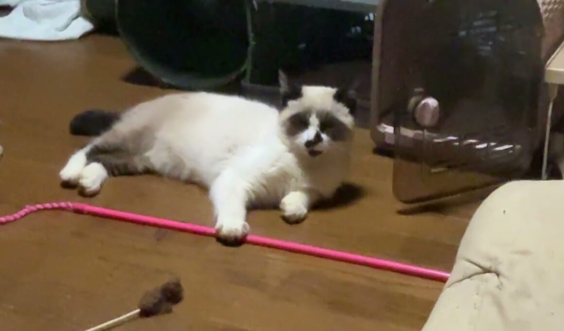 シャムの子ねこパンダ「他の子ネコたち、寝てるから、僕も眠くなってきた」と、そばで寝るようになった