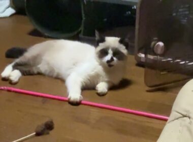 シャムの子ねこパンダ「他の子ネコたち、寝てるから、僕も眠くなってきた」と、そばで寝るようになった