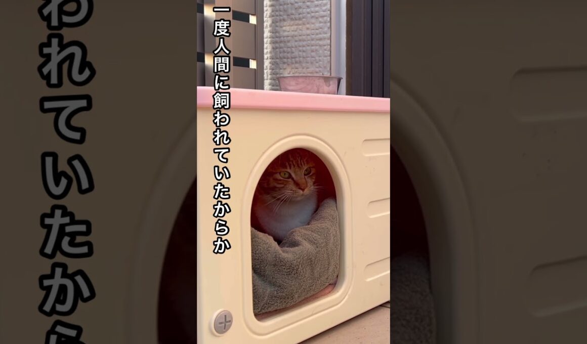 突然子猫を連れて現れた父猫 #ねこ動画 #保護猫 #子ネコ #ほごねこ #cat #動物プロダクション #ネコ #かしわねこ #野良猫 #かわいい猫