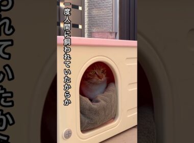 突然子猫を連れて現れた父猫 #ねこ動画 #保護猫 #子ネコ #ほごねこ #cat #動物プロダクション #ネコ #かしわねこ #野良猫 #かわいい猫