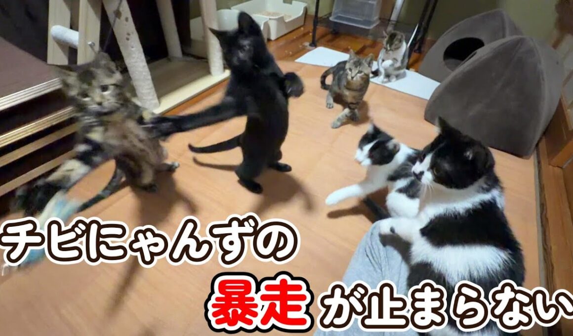【譲渡会を控え】暴走の限りを尽くす子猫たち