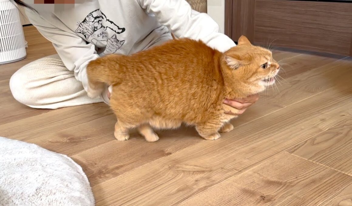 おしりにカラメルを付けてるのがバレたプリン