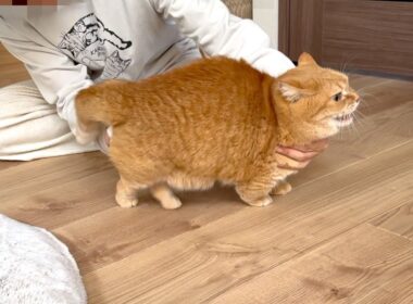 おしりにカラメルを付けてるのがバレたプリン