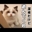 深夜テンションで遊んでほしい子猫がまさかの行動に…！【生後4ヶ月🎂】