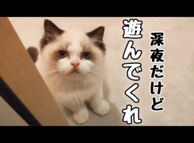 深夜テンションで遊んでほしい子猫がまさかの行動に…！【生後4ヶ月🎂】