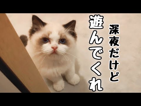 深夜テンションで遊んでほしい子猫がまさかの行動に…！【生後4ヶ月🎂】