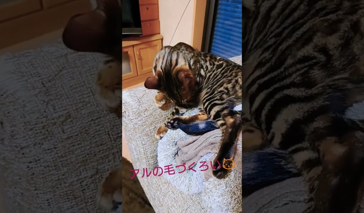 アルの毛づくろい😾　 #ベンガル #猫 #ねこのいる生活 #猫動画 #かわいい猫 #ほのぼの #癒やし猫 #癒やし #毛づくろい
