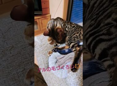 アルの毛づくろい😾　 #ベンガル #猫 #ねこのいる生活 #猫動画 #かわいい猫 #ほのぼの #癒やし猫 #癒やし #毛づくろい