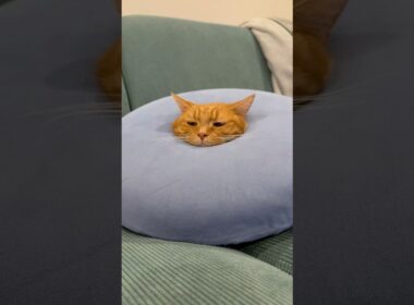 【はまっちまったヤツ】#マンチカン#マンチカン短足#マンチカン子猫#ブリマンチ#ブリティッシュショートヘア#茶トラ#キジシロ#子猫#多頭飼い#猫のいる暮らし#チュール#肉球#猫の癖が強い