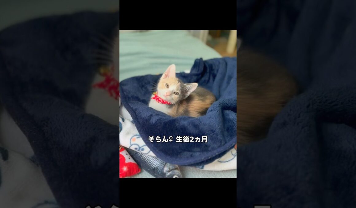 保護子猫ぴよ＆そらん113 （そらんあっさり馴染む）#保護猫 #猫 #cat #kitten #子猫 #猫部