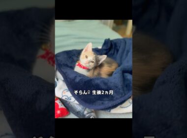 保護子猫ぴよ＆そらん113 （そらんあっさり馴染む）#保護猫 #猫 #cat #kitten #子猫 #猫部