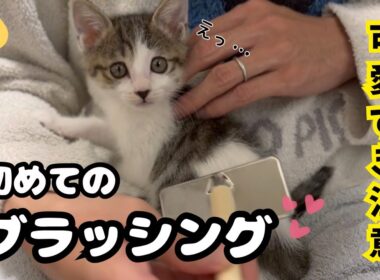 【子猫日記9】一緒に居れるのも残りわずか😭子猫にブラッシングしてみたら可愛すぎました