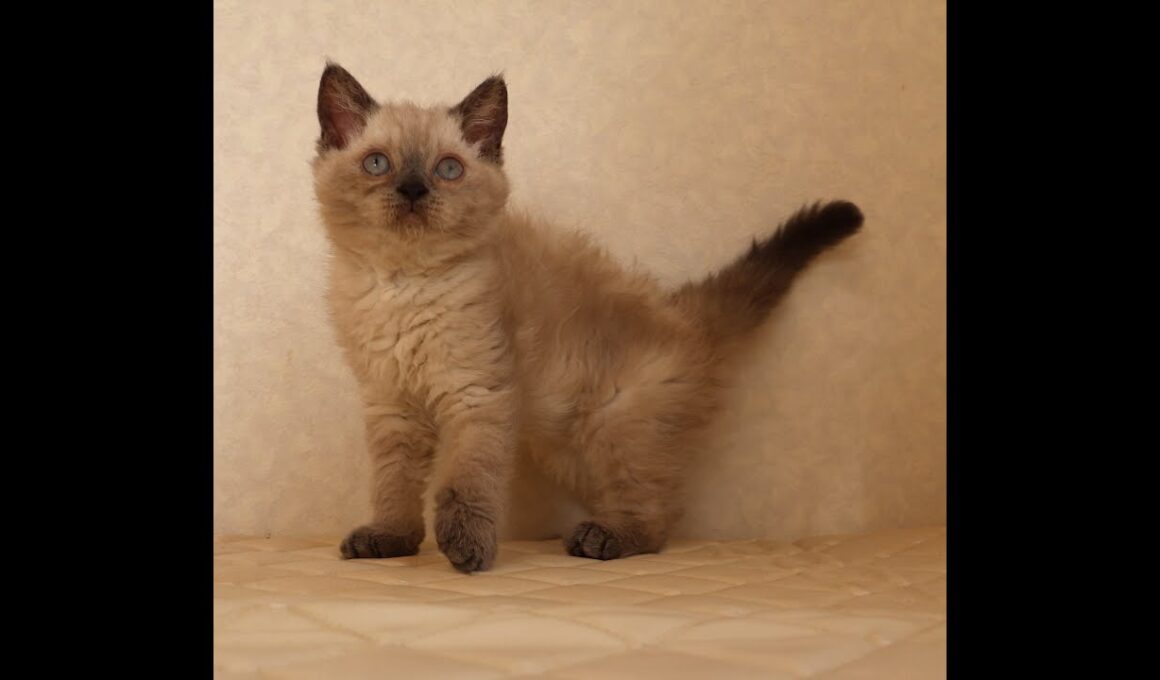 セルカークレックス子猫　Selkirk Rex　2025.９.26産まれ　ブルーポイント　巻き毛　女の子　シーダキャット猫のお店