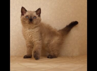 セルカークレックス子猫　Selkirk Rex　2025.９.26産まれ　ブルーポイント　巻き毛　女の子　シーダキャット猫のお店