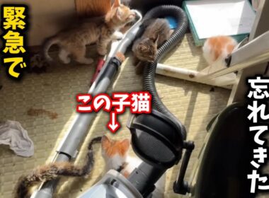 ゴミ屋敷に置き去りにされた子猫を緊急保護しました