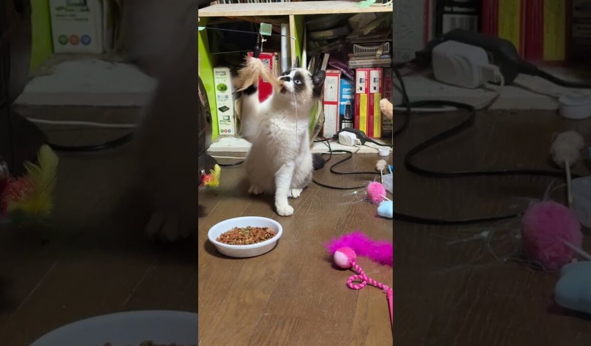 先住ネコたちと打ち解け始めてきたシャムの子ねこパンダくん。三毛猫ミックスが背後からきて、もっと、アピールせんかい！と、ネコパンチ