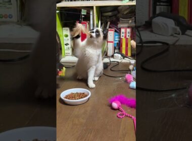 先住ネコたちと打ち解け始めてきたシャムの子ねこパンダくん。三毛猫ミックスが背後からきて、もっと、アピールせんかい！と、ネコパンチ