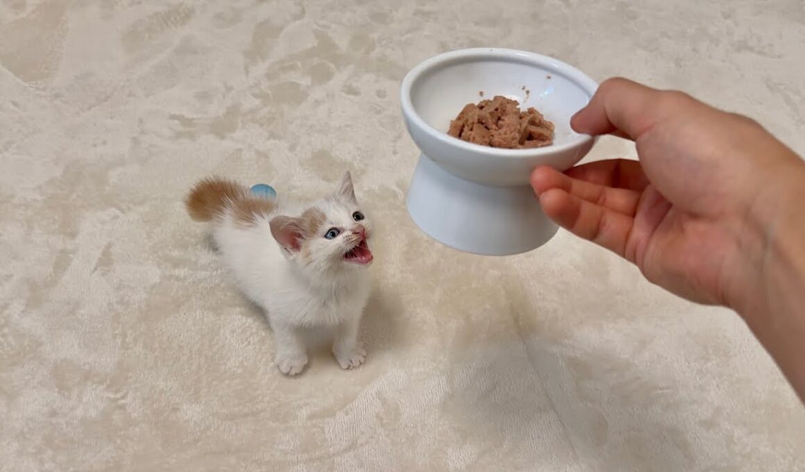 怪我してた生後１ヶ月の子猫を保護して初めて離乳食をあげたらこうなっちゃいました…