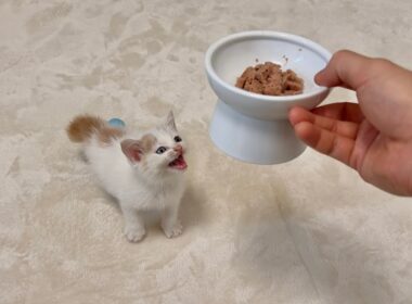 怪我してた生後１ヶ月の子猫を保護して初めて離乳食をあげたらこうなっちゃいました…