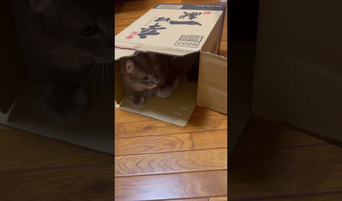 あなた #ねこ動画 #アメリカンカール #猫好きさんと繋がりたい